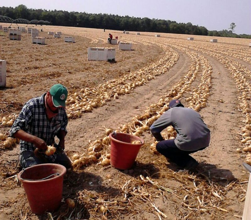 Workers in the Field